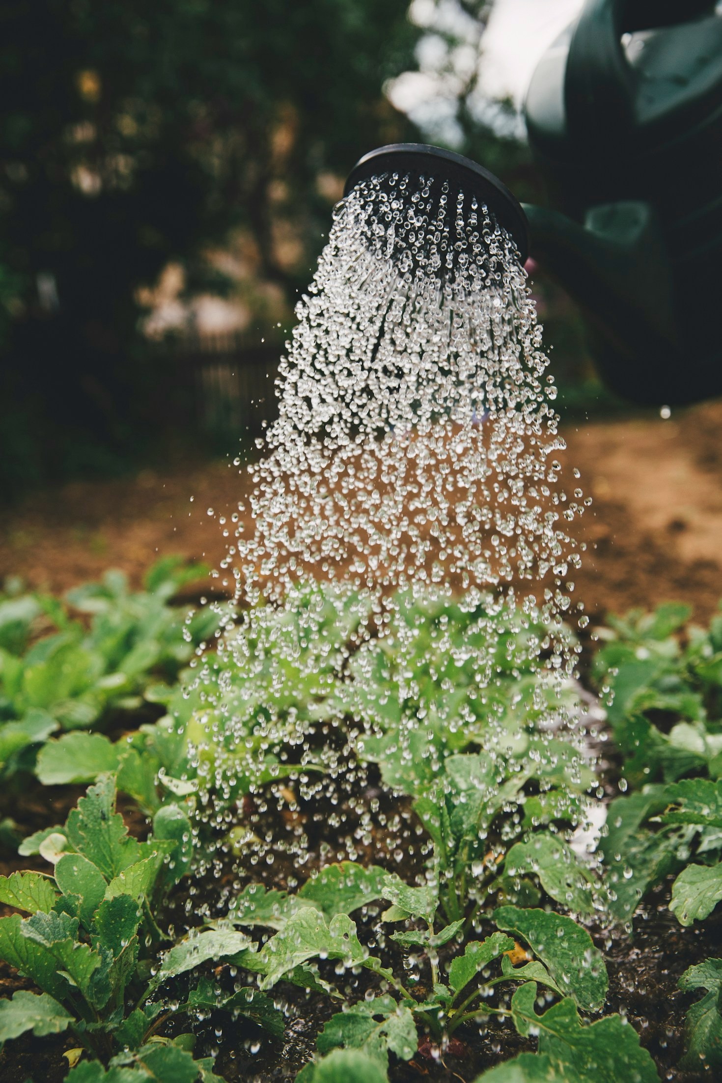 Tips for Sustainable Landscaping Practices