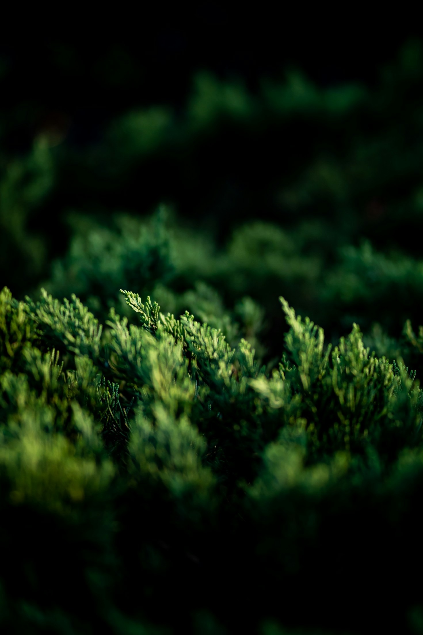 Commercial Landscaping: Boosting Business Appeal